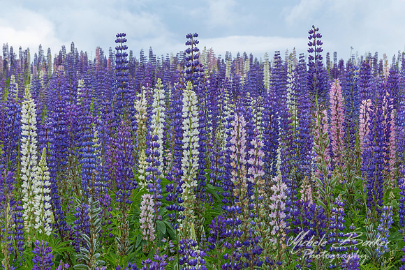 Lupine