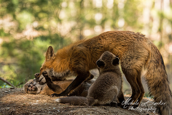 Fox feeding fox kits