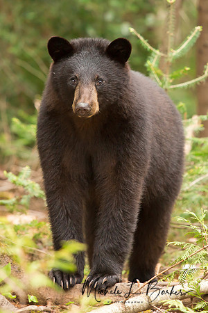 Black Bear