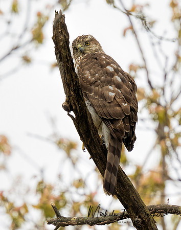 Coopers Hawk