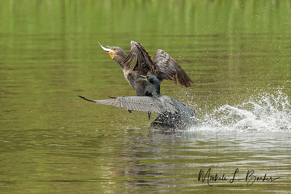 Cormorant chase
