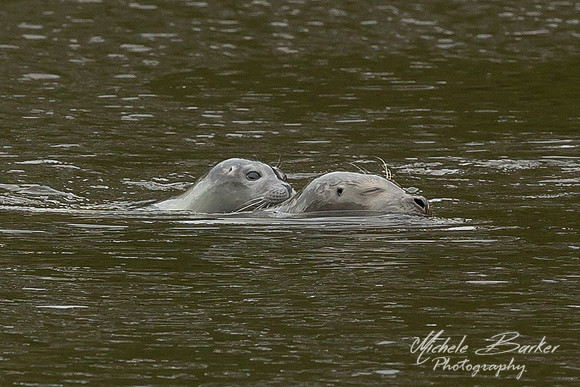 Adult Harbor Seal with young seal