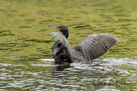 Cormorant