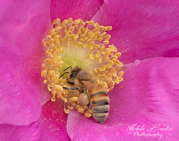 Honey Bee on Rose