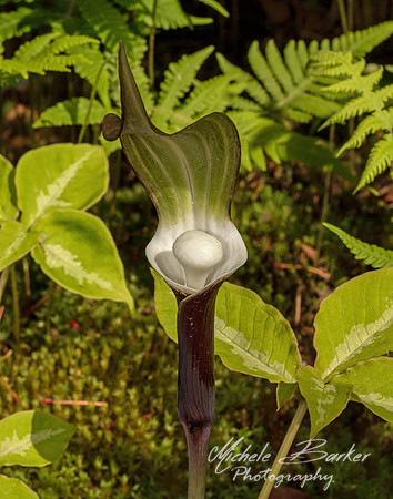 Jack-in-the-Pulpit