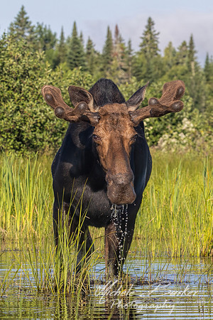 Bull Moose