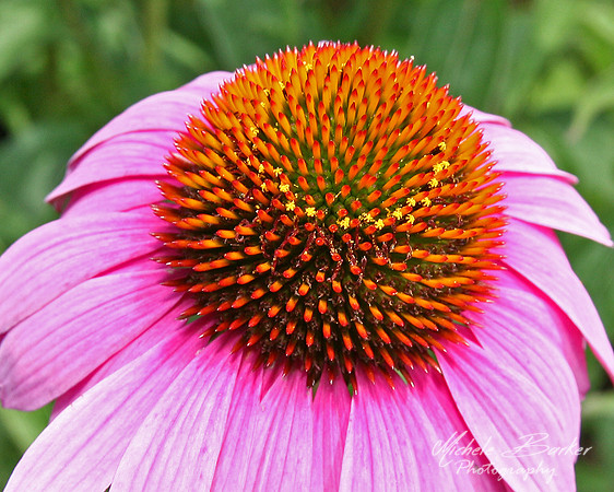 Cone Flower