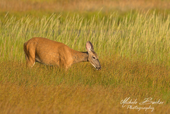 White Tail Deer