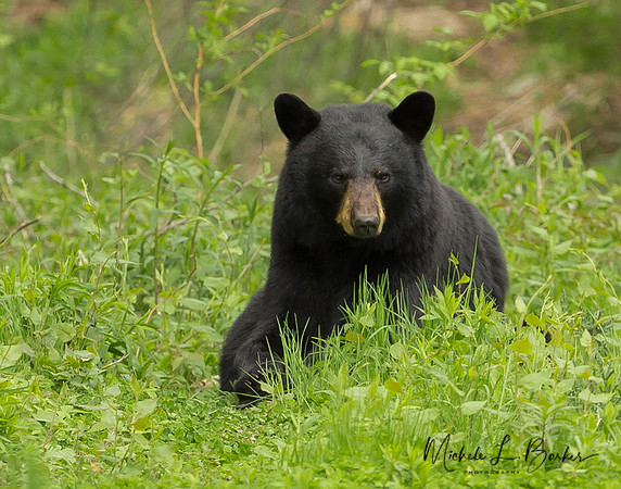 Female Black Bear