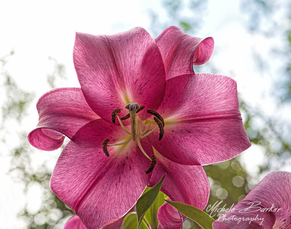 Daylily