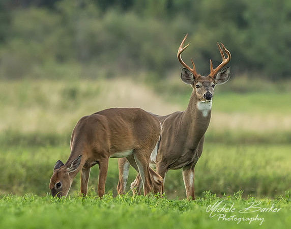 White Tail Deer Doe and Buck