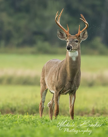 White Tail Buck