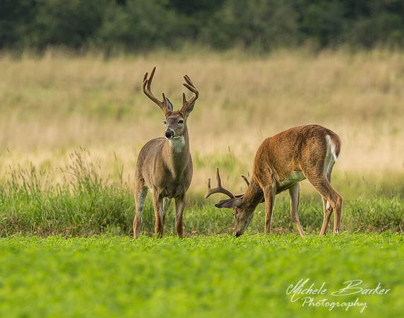 White Tail Bucks