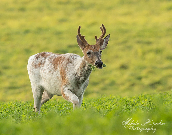 Piebald Deer