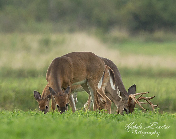 White Tail Deer Does and Buck