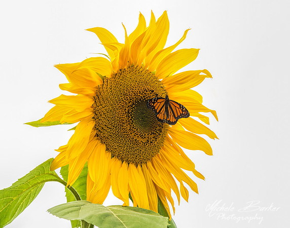 Giant Sunflower and Monarch Buttlerfly