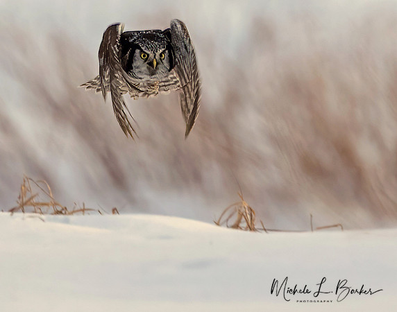 Northern Hawk Owl