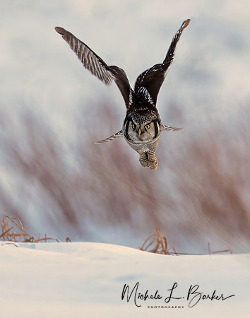 Northern Hawk Owl