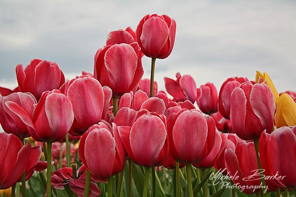 Tulips