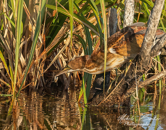 Least Bittern - Juvenile