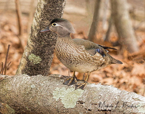 Female Wood Duck
