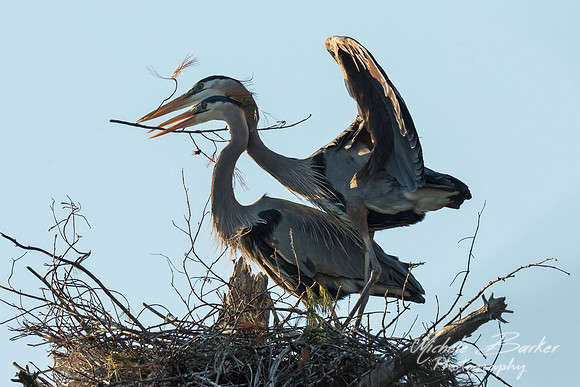 Great Blue Herons in nest