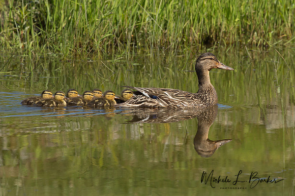 Mallard Duck - Female with ducklings