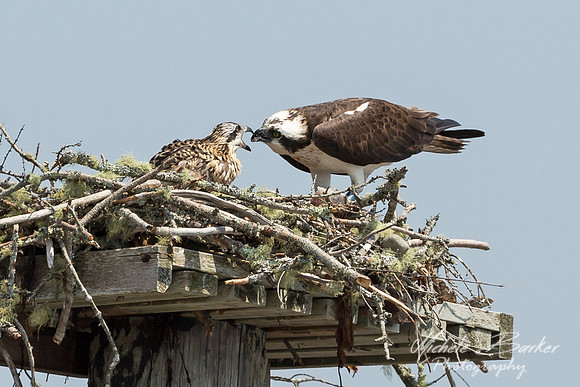 Osprey in nest feeding chick