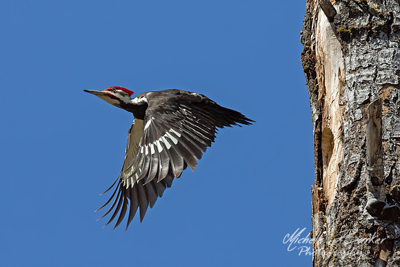 Pileated Woodpecker taking flight from nest in tree
