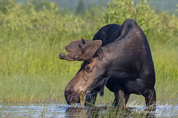 Bull Moose