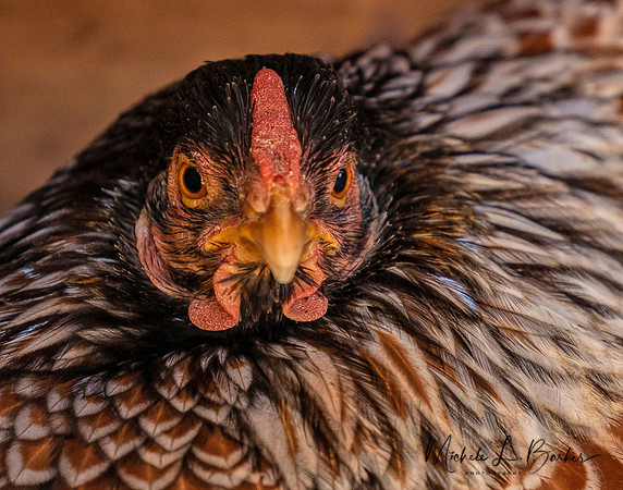 Chicken