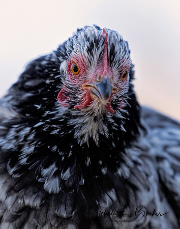 Chicken