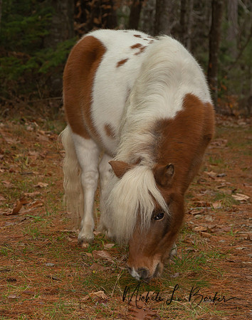 Miniature Horse