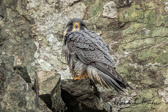 Peregrine Falcon