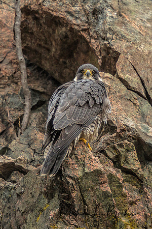 Peregrine Falcon
