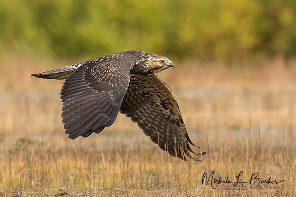 Swainson's Hawk