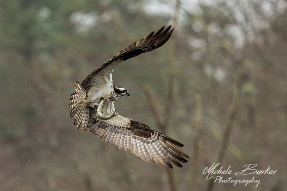 Osprey