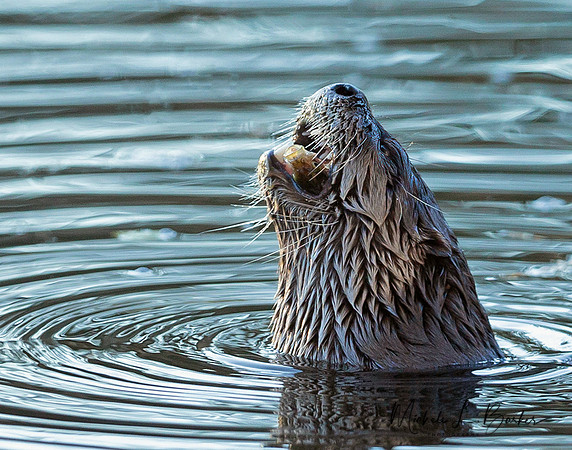 North American River Otter