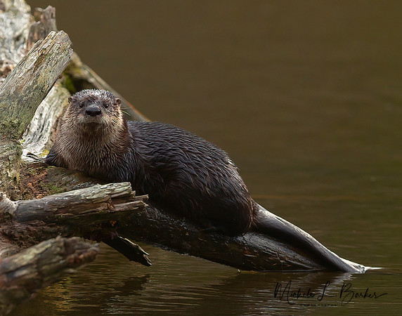 North American River Otter