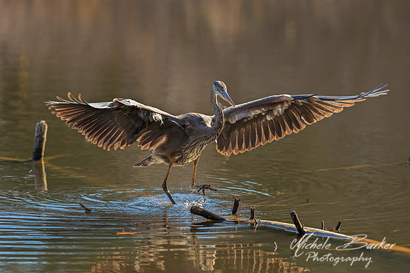 Great Blue Heron