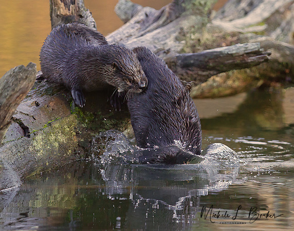 North American River Otters