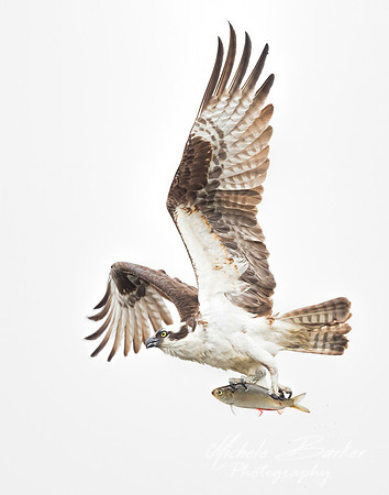 Osprey