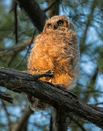 Great Horned Owl Chick