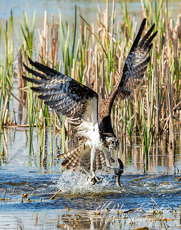 Osprey