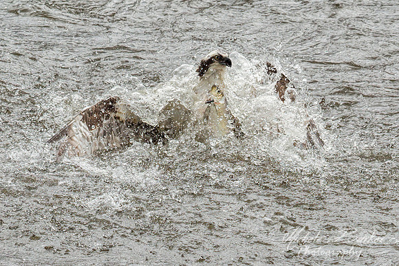 Osprey