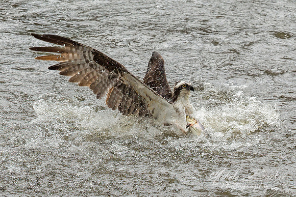 Osprey