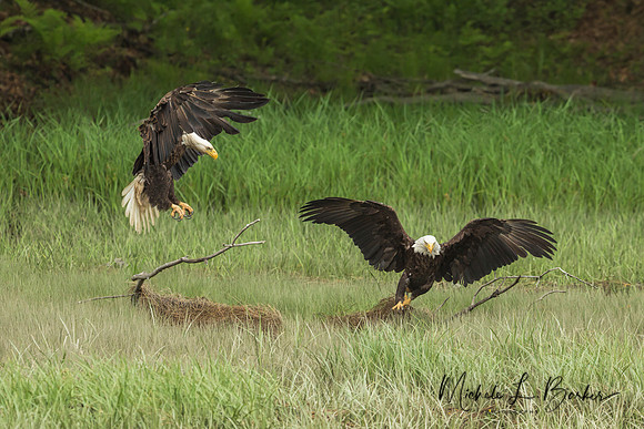 Bald Eagles