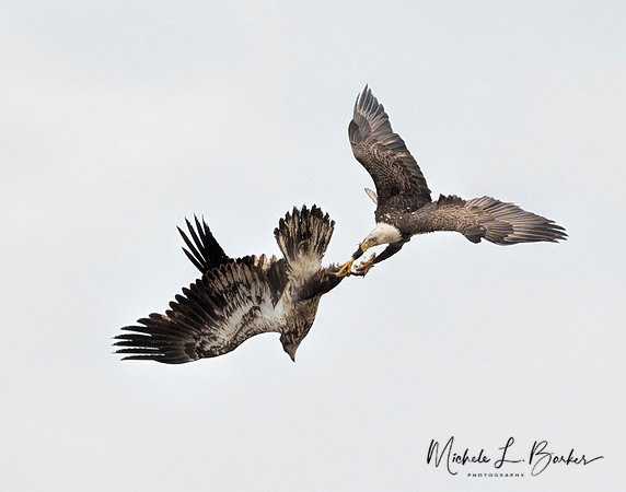 Adult Bald Eagle taking fish away