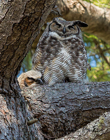Great Horned Owl and Chick
