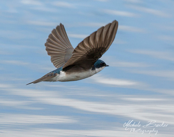 Tree Swallow